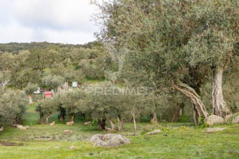 Terreno- arraiolos, são pedro da gafanhoeira
