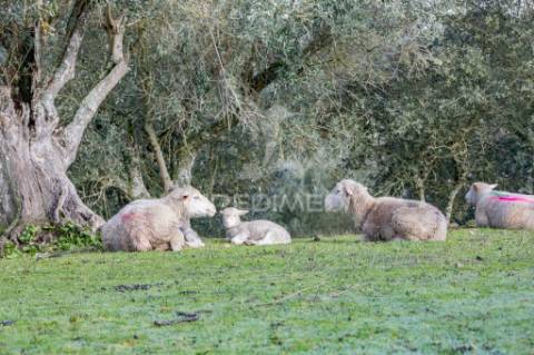 Terreno- arraiolos, são pedro da gafanhoeira
