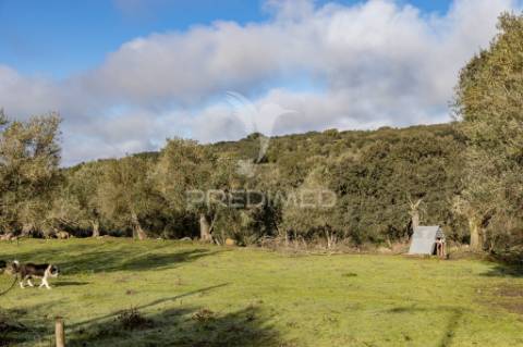 Terreno- arraiolos, são pedro da gafanhoeira