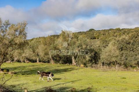 Terreno- arraiolos, são pedro da gafanhoeira