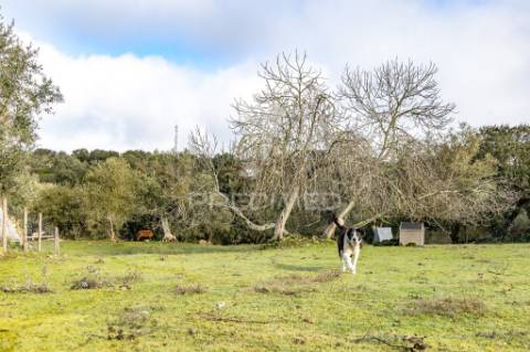 Terreno- arraiolos, são pedro da gafanhoeira