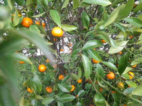 Moradia com piscina e jardim, glória do ribatejo, salvaterra de magos.