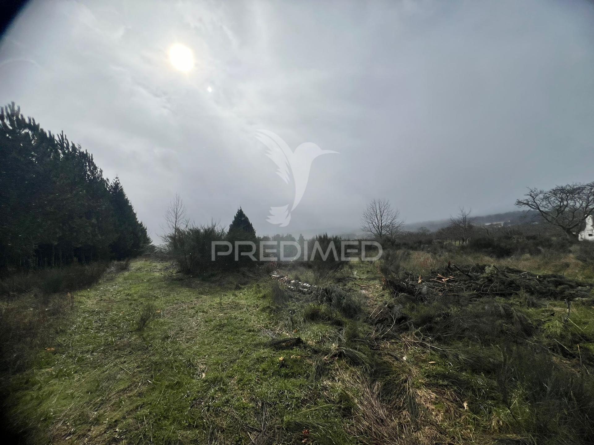 Terreno rustico penela da beira