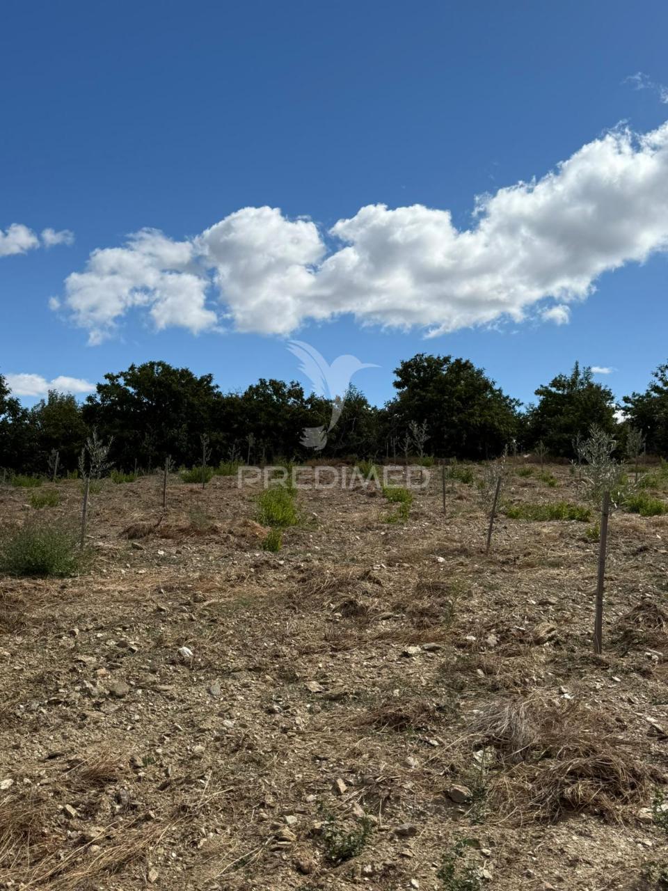 Terreno rustico povoa de penela