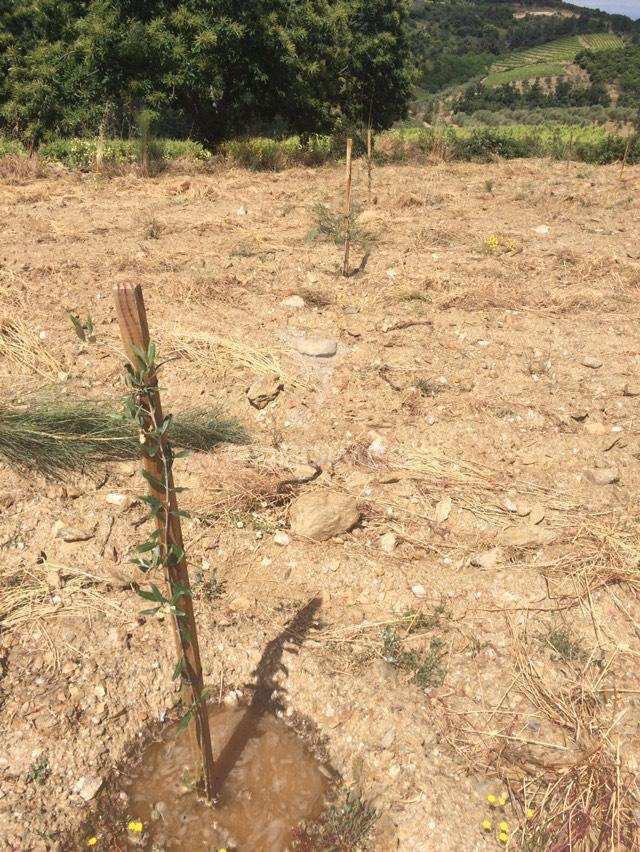 Terreno rustico povoa de penela