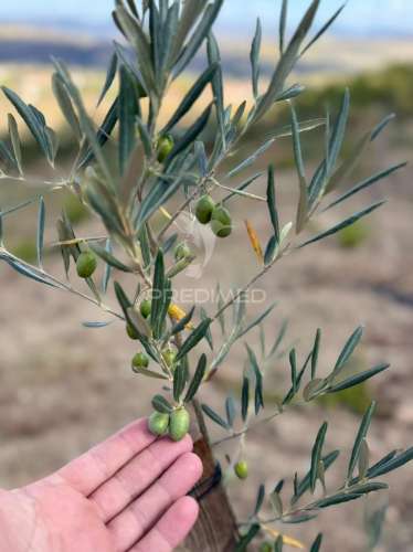 Terreno rustico povoa de penela