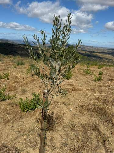 Terreno rustico povoa de penela