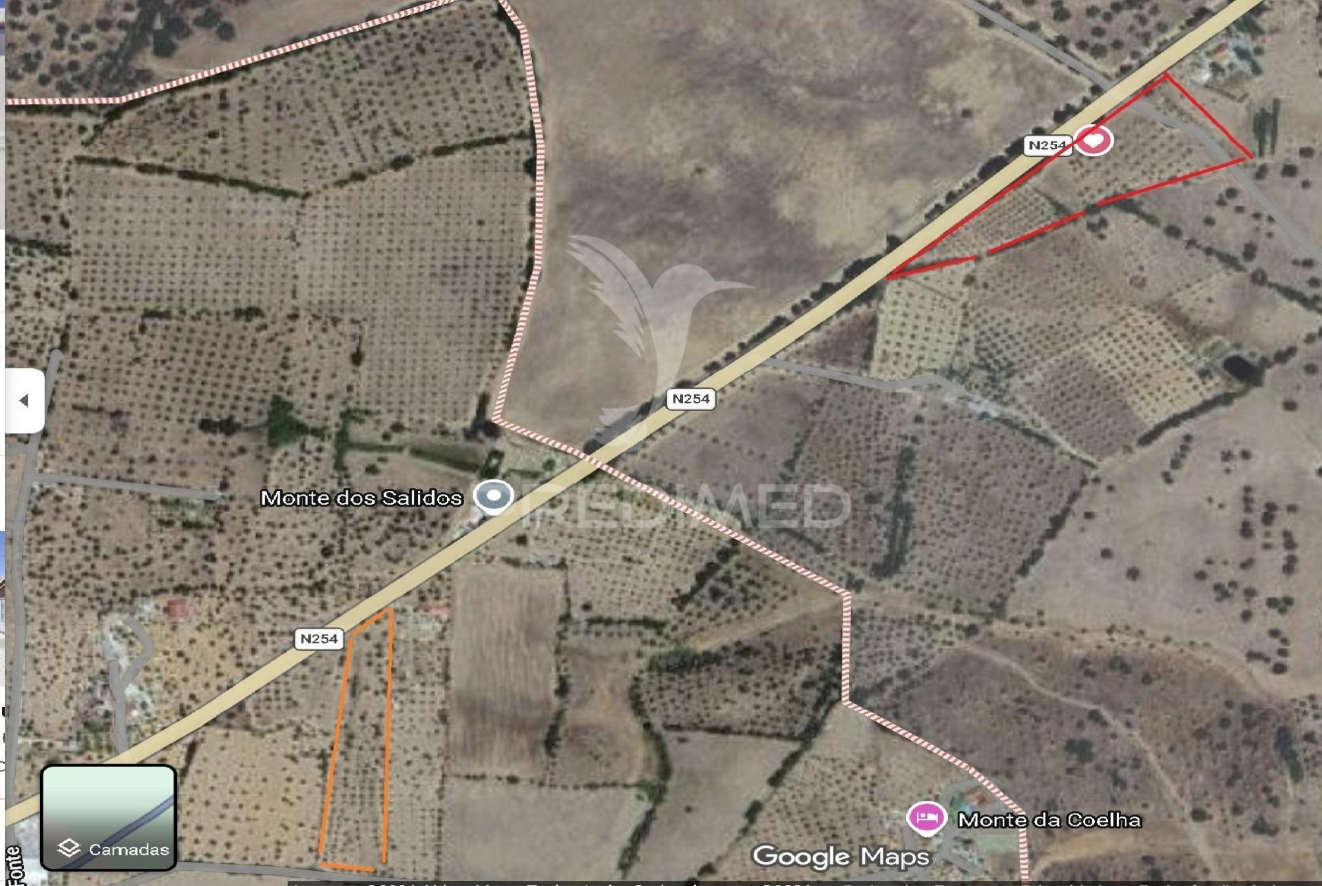 Terreno com casa e olival