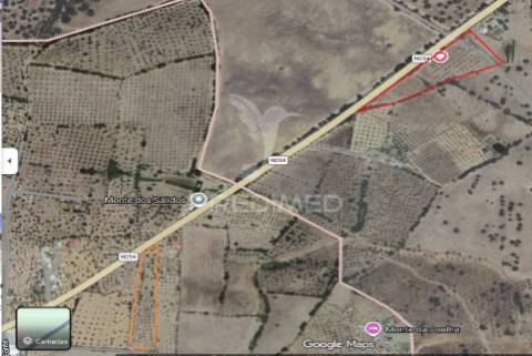 Terreno com casa e olival