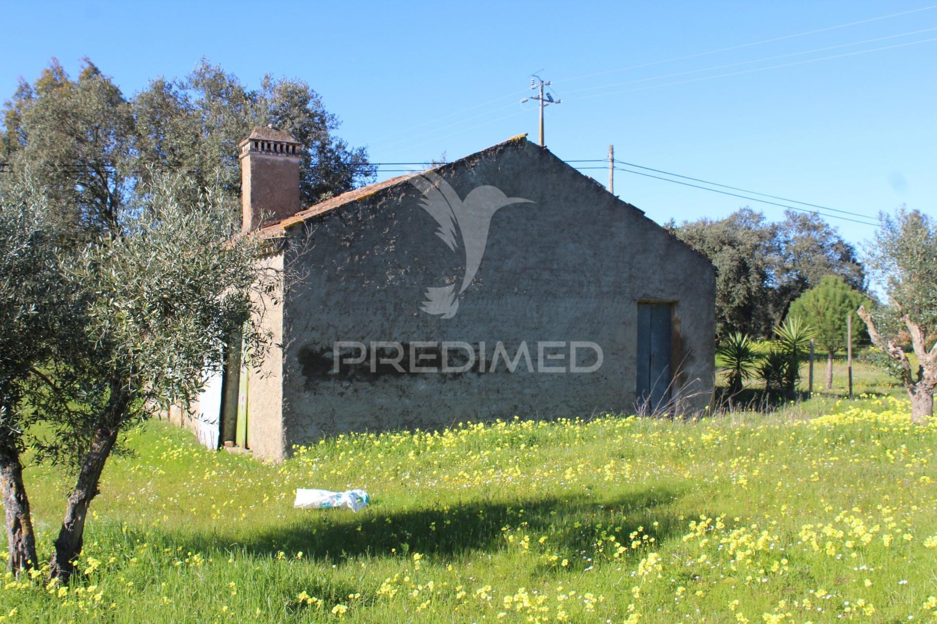 Terreno com casa e olival