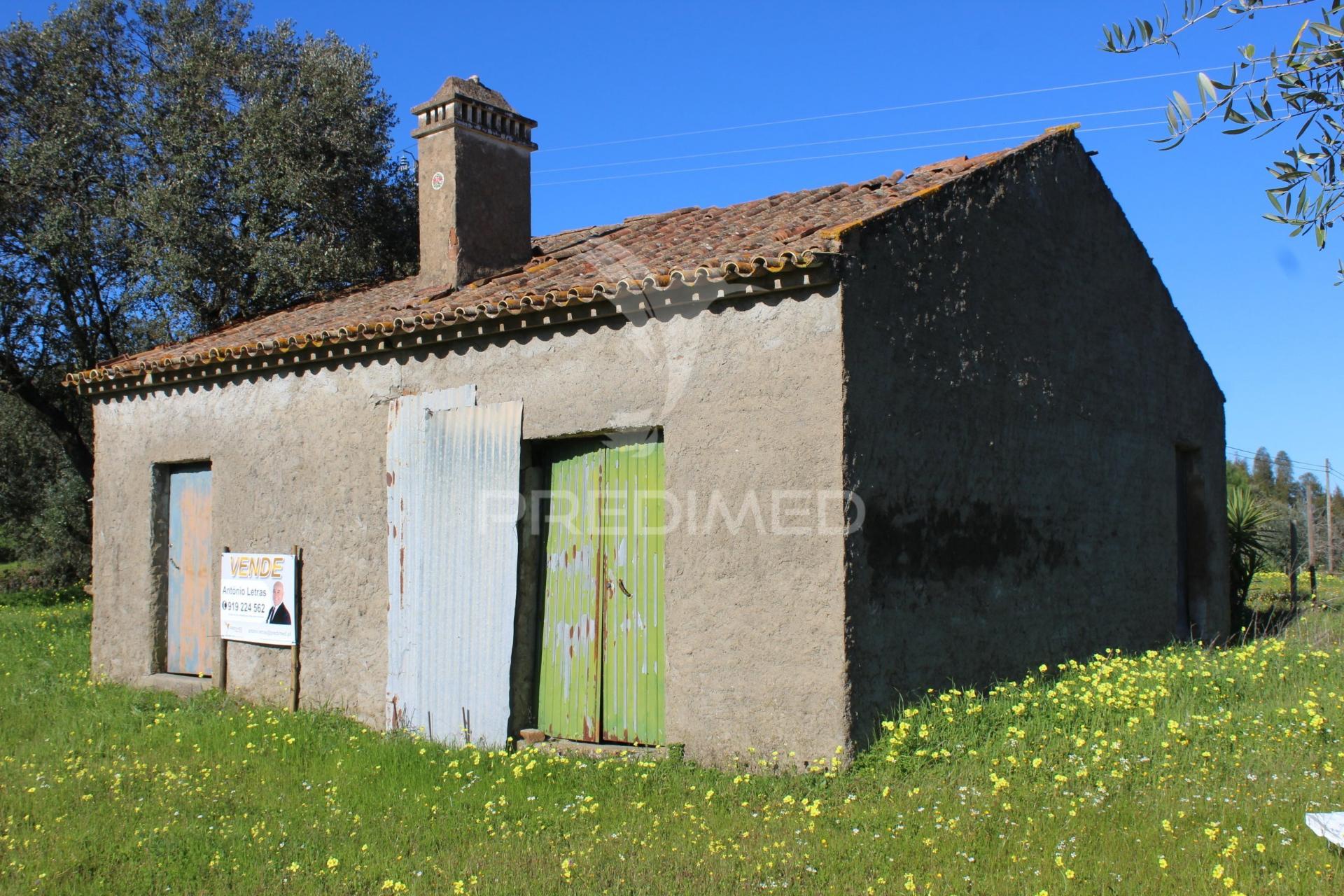 Terreno com casa e olival