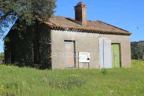 Terreno com casa e olival