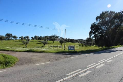 Terreno com casa e olival