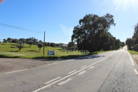 Terreno com casa e olival