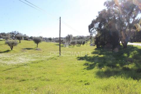 Terreno com casa e olival