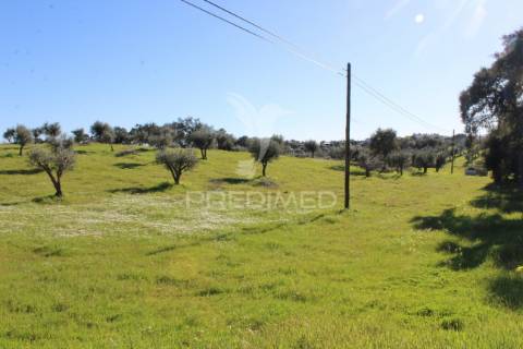 Terreno com casa e olival