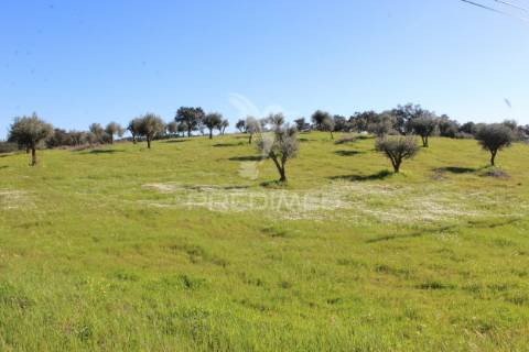 Terreno com casa e olival