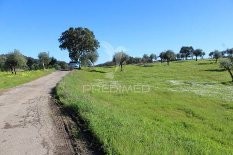 Terreno com casa e olival