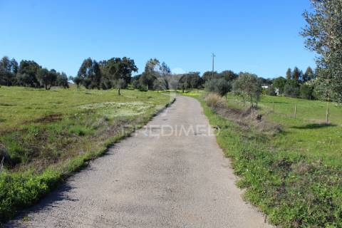 Terreno com casa e olival