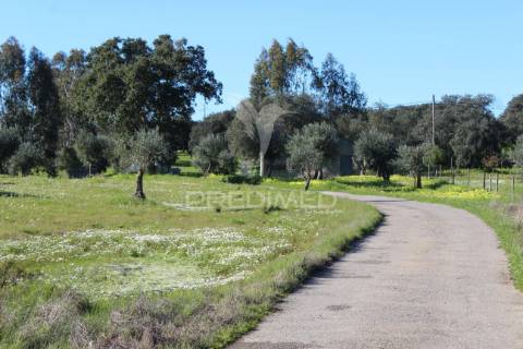 Terreno com casa e olival