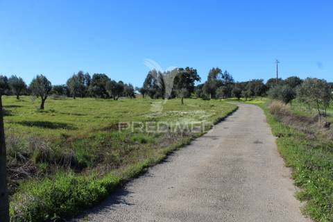 Terreno com casa e olival