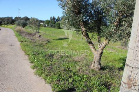 Terreno com casa e olival