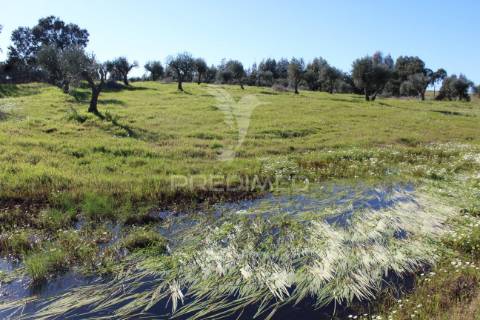 Terreno com casa e olival