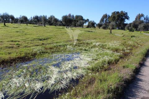 Terreno com casa e olival