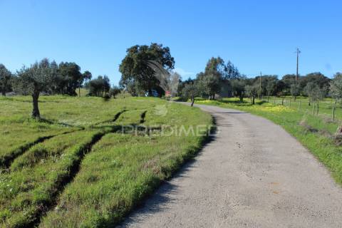 Terreno com casa e olival