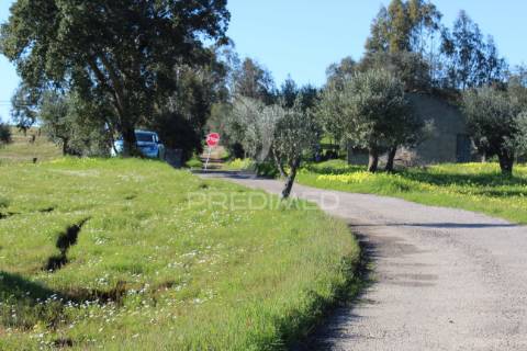 Terreno com casa e olival