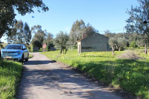 Terreno com casa e olival