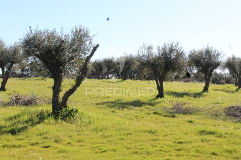 Terreno com casa e olival