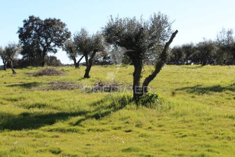 Terreno com casa e olival