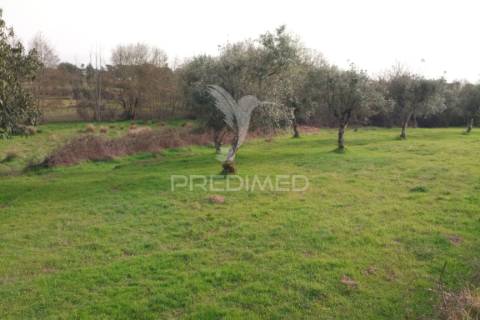 Quinta com potencial de construção | +11.000 m² | alcafache – moimenta do dão