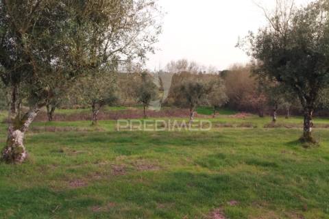 Quinta com potencial de construção | +11.000 m² | alcafache – moimenta do dão