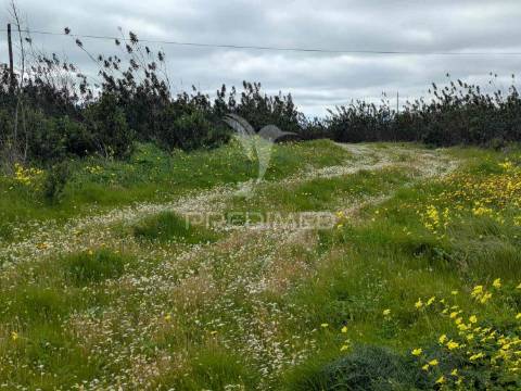 Terreno rústico com 7,3ha, com um moinho, no azinhal