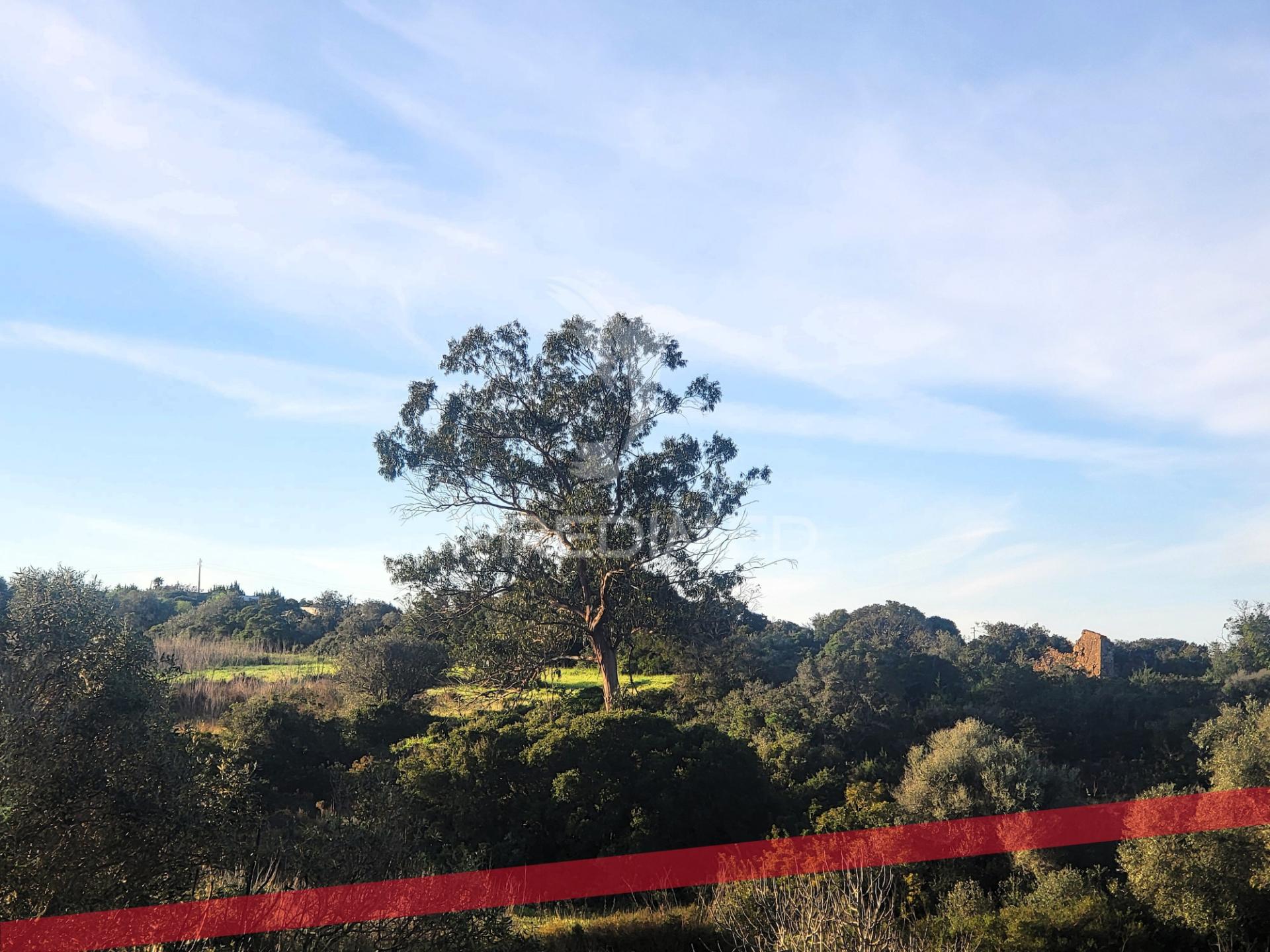 Terreno rústico com ruína