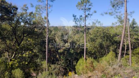 Terreno rústico 4280 m2