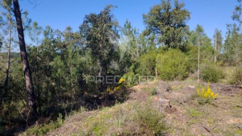 Terreno rústico 4280 m2