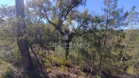 Terreno rústico 4280 m2