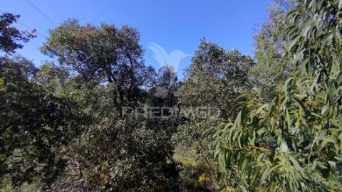 Terreno rústico 8600 m2