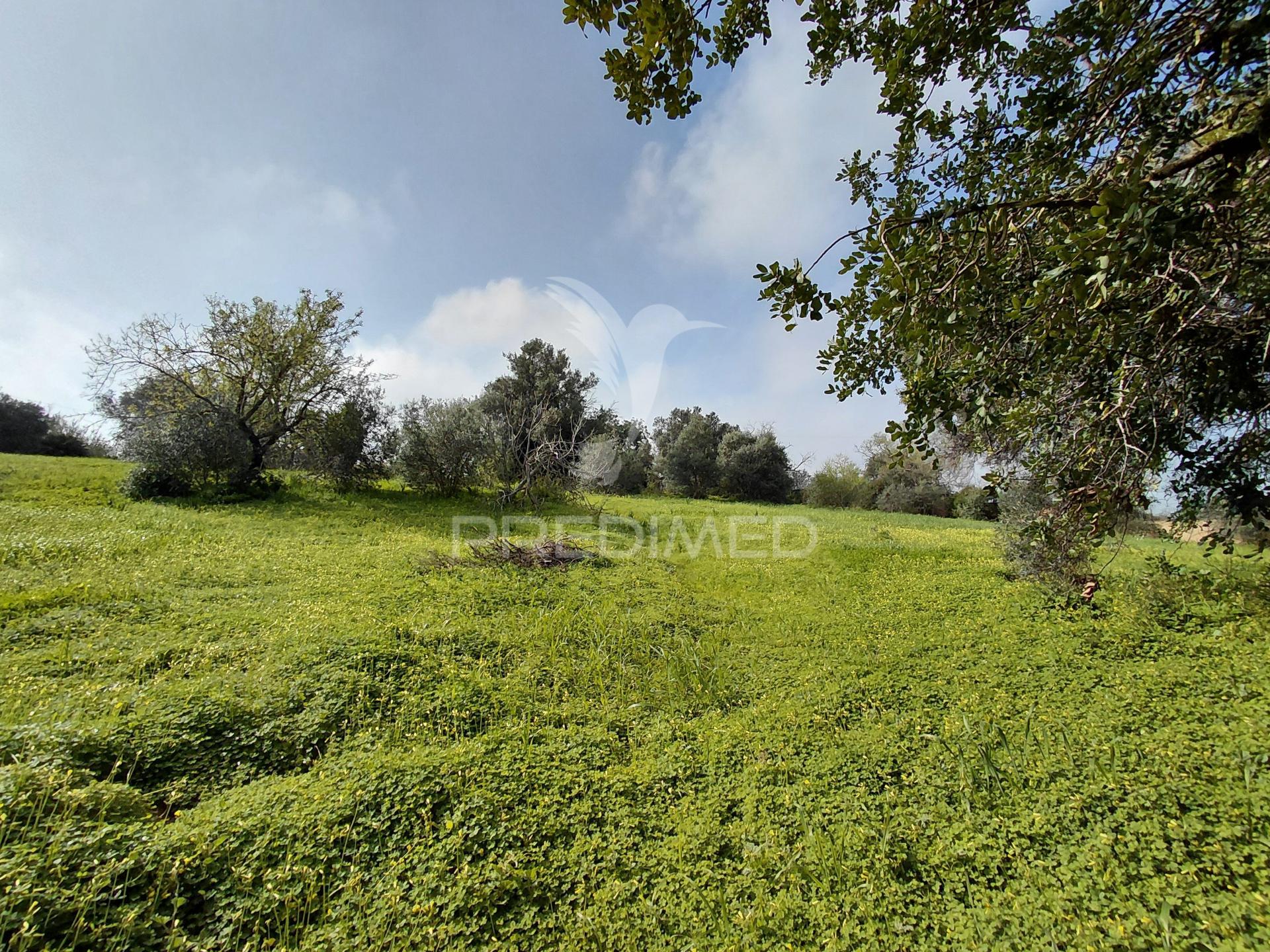 Terreno rústico, 4.920 m², perto de olhão e faro