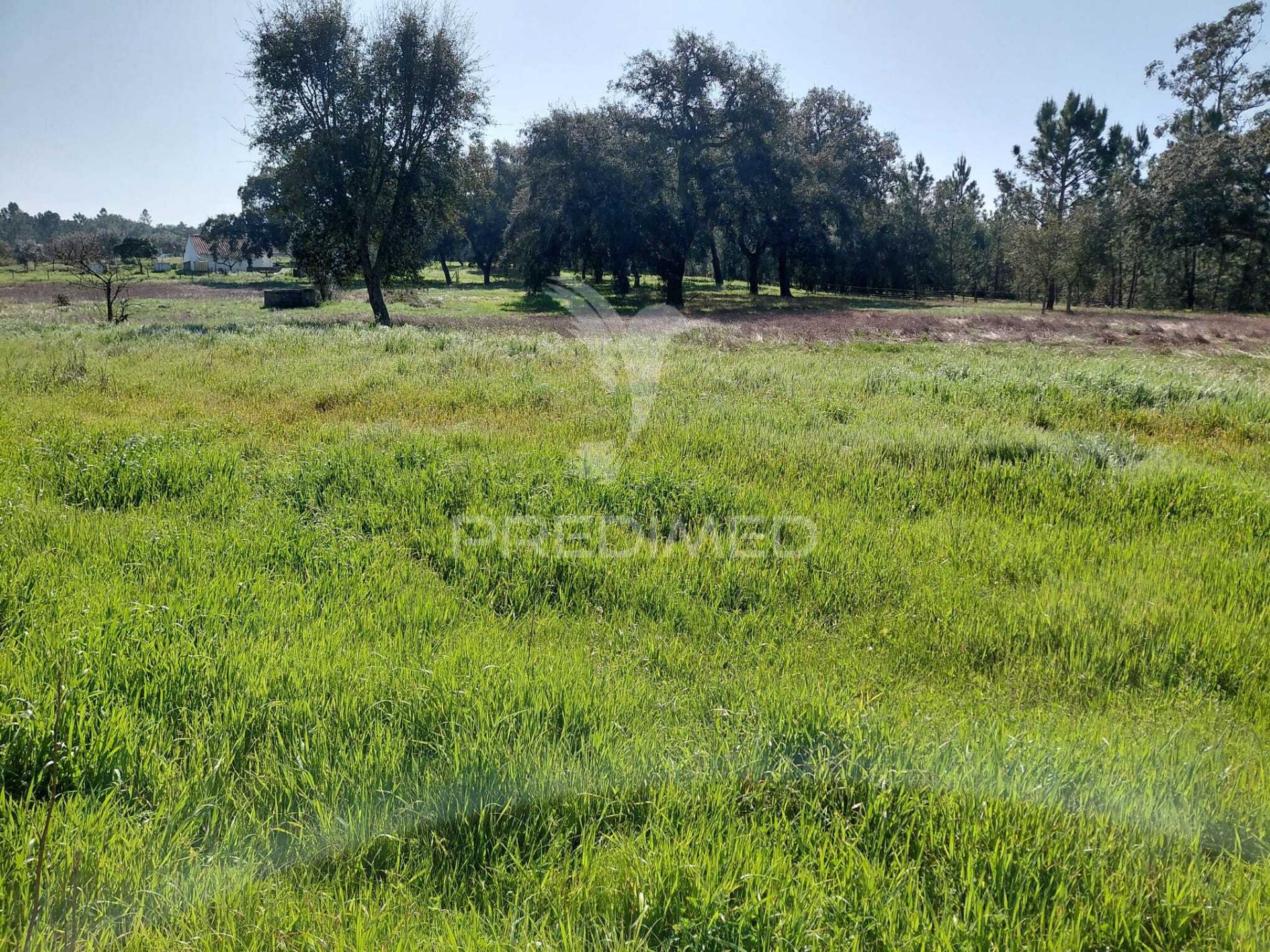 Monte da figueirinha, são domingos, santiago do cacém.