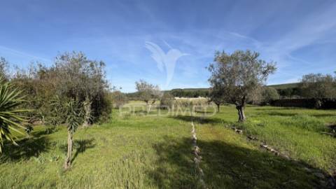 Quinta rústica para venda em montalvo – 12 hectares de oportunidade