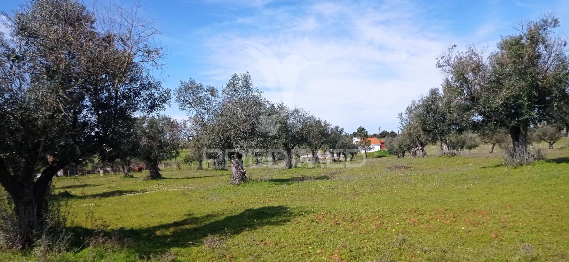 Monte alentejano com 13.250 m2, casa branca, sousel