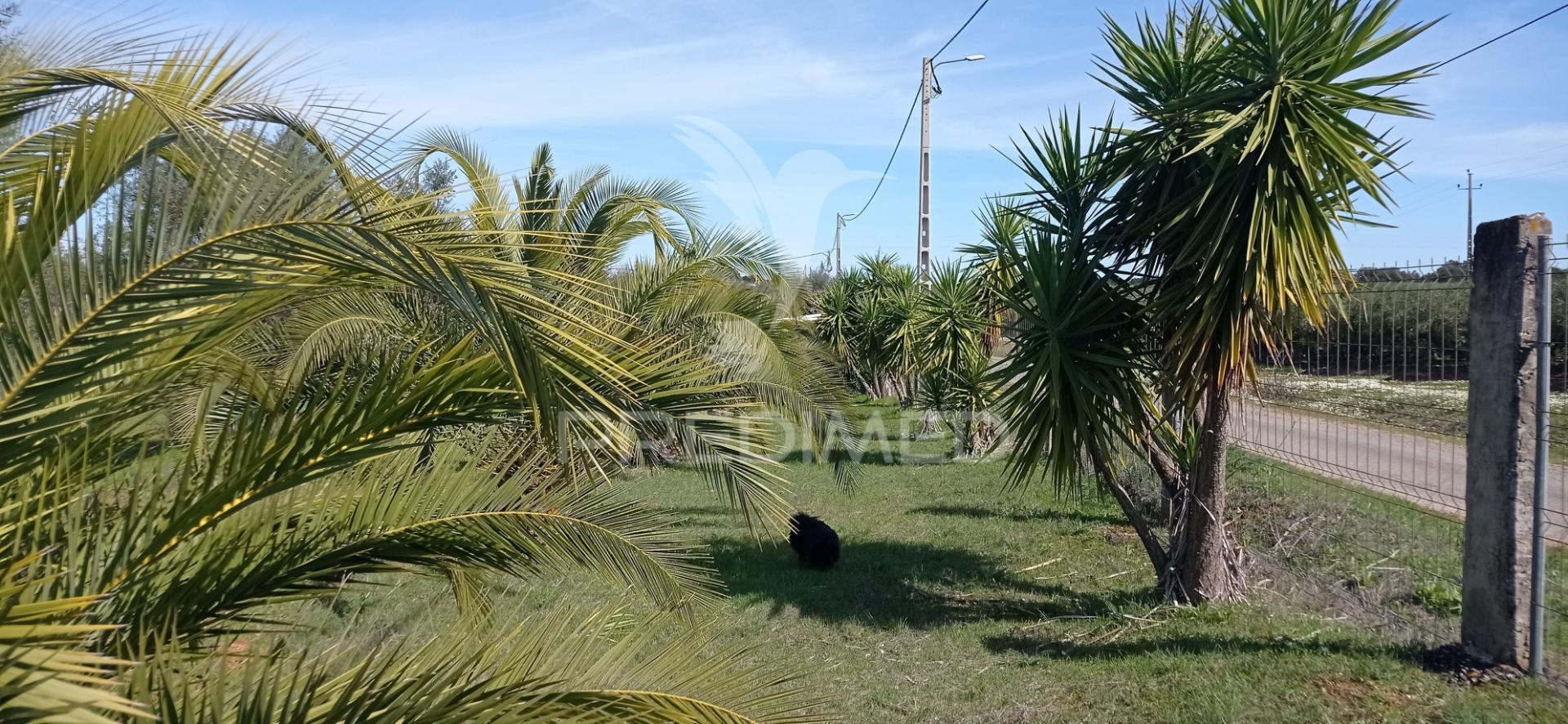Monte alentejano com 13.250 m2, casa branca, sousel
