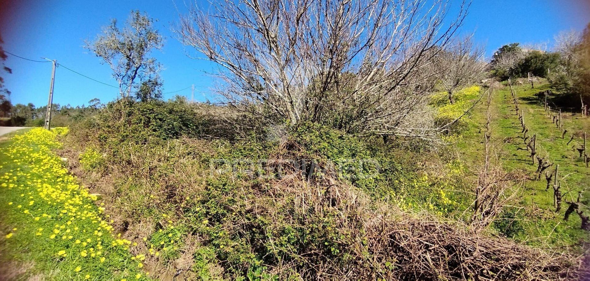 Terreno rústico em matacães (torres vedras)