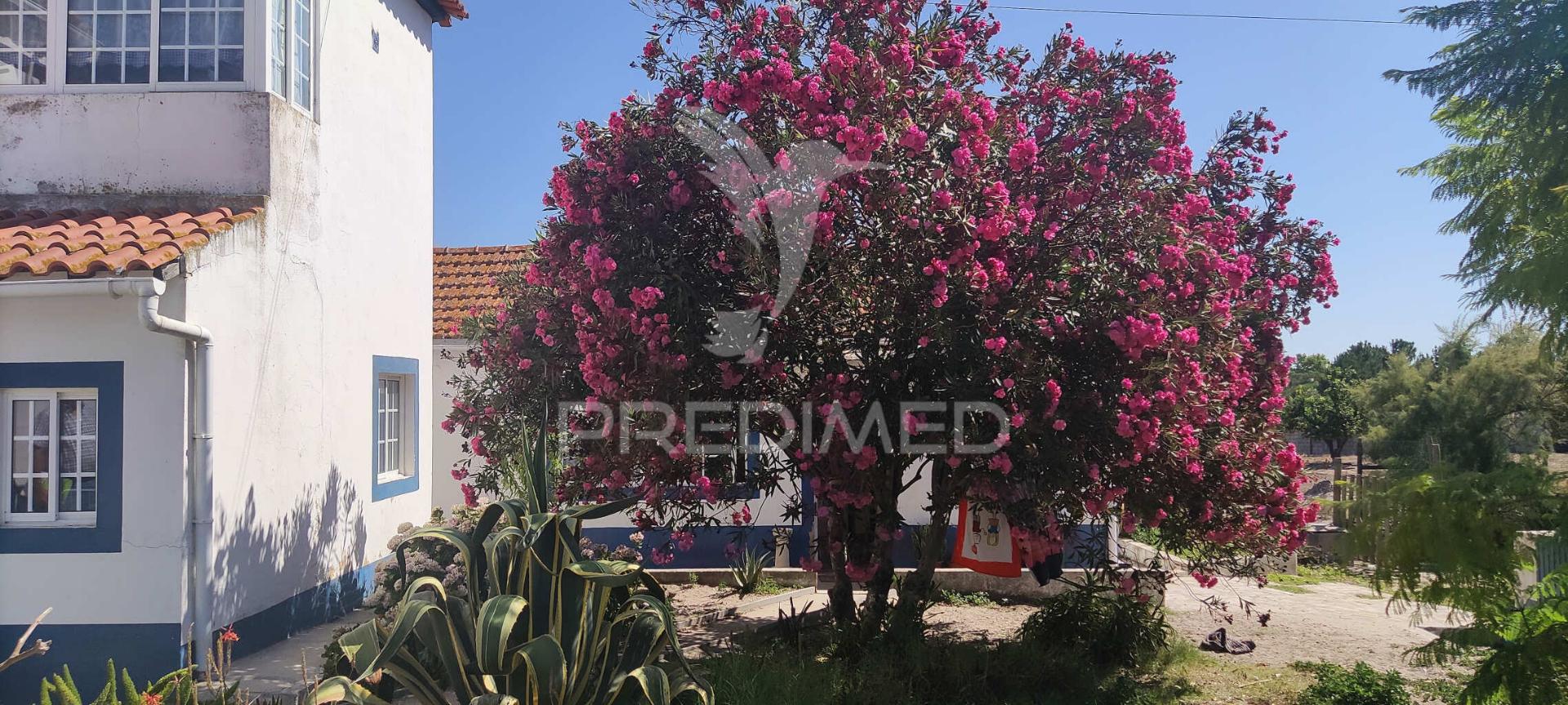 Quinta de 16660 m2 moradias t3 e t2 e 1 pavilhão 487 m2