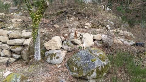 Terreno em vilar de veiga –  junto ao parque nacional da peneda-gerês