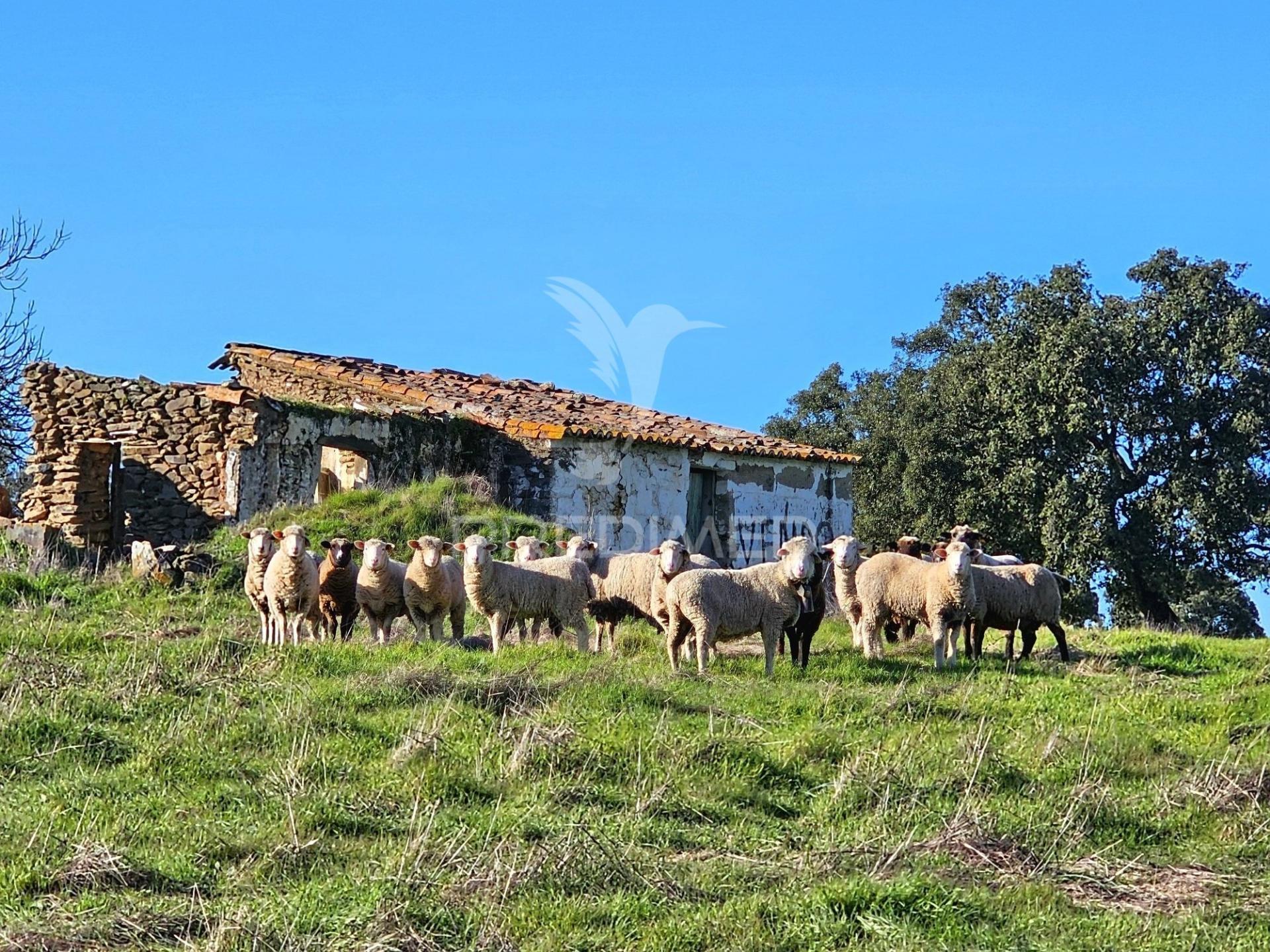 Terreno com 4,3 ha e ruínas no concelho de ourique